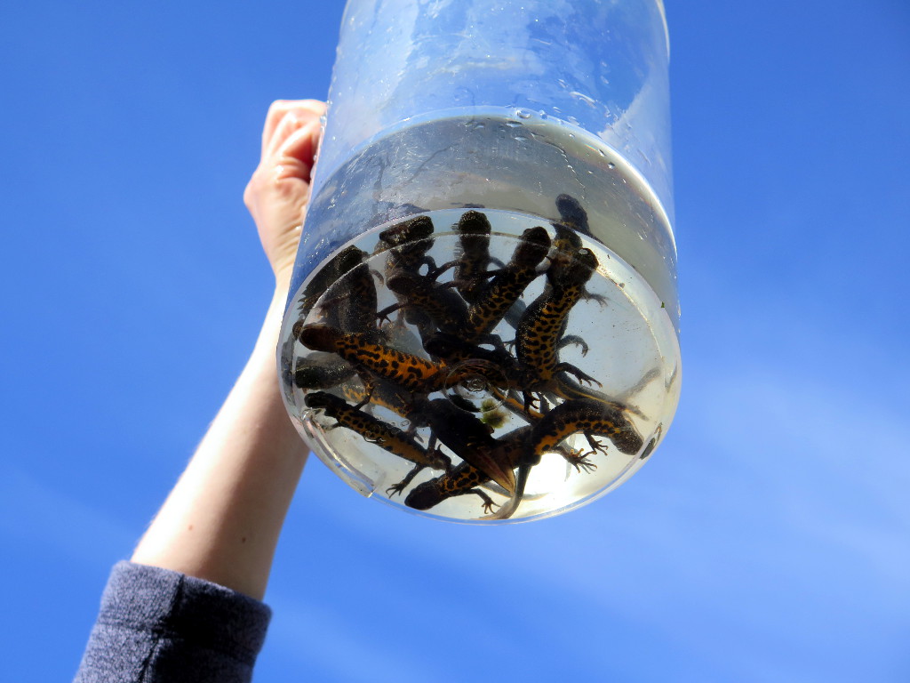 Great Crested Newt Monitoring Success