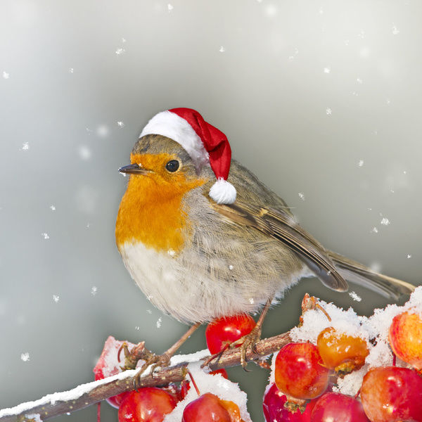 Robin - wearing Christmas hat.