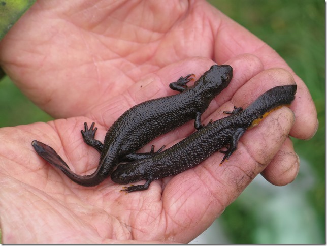 We have achieved a Great Crested Newt Low Impact Class Licence (GCN LICL)
